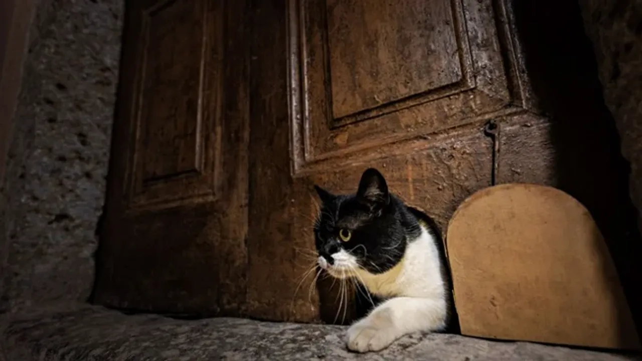 Topkapı Sarayı’nda Tarihi Kedi Kapıları Yeniden Açıldı