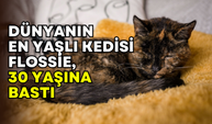 120 insan yılına denk: Dünyanın en yaşlı kedisi Flossie 30. yaşını kutluyor