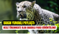 Bakan Yumaklı paylaştı: Nesli tükenme tehlikesinde olan Anadolu Parsı görüntülendi