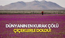 Dünyanın En Kurak Çölü Çiçeklerle Doldu!