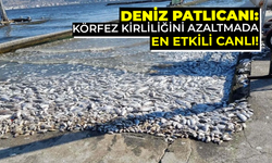 Deniz Patlıcanı: Körfez Kirliliğini Azaltmada En Etkili Canlı!