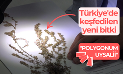 Türkiye'de keşfedilen yeni bitki: "Polygonum Uysalii"