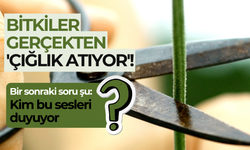 Bitkiler gerçekten 'çığlık atıyor'! Peki kim bu sesleri duyuyor?