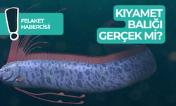 Kıyamet Balığı Gerçek Mi? Felaket Habercisi Mi?