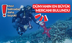 Dünyanın en büyük mercanı bulundu: Mavi balinadan daha büyük!