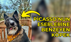 Picasso’nun eserlerine benzeyen köpek ilgi çekti!