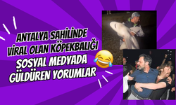 Antalya Sahilinde Viral Olan Köpekbalığı: Sosyal Medyada Güldüren Yorumlar