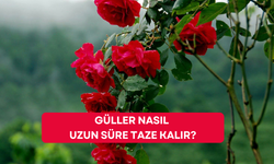 Güller nasıl uzun süre taze kalır? Gül bakımı nasıl yapılmalı?