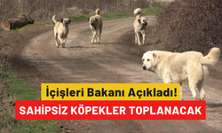 İçişleri Bakanı Açıkladı! Sahipsiz köpekler toplanacak