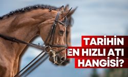 Tarihin en hızlı atı hangisi? İşte gelmiş geçmiş en süratli 5 at