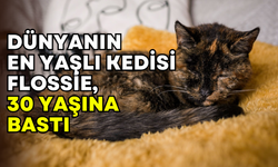 120 insan yılına denk: Dünyanın en yaşlı kedisi Flossie 30. yaşını kutluyor