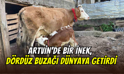 Artvin’de mucize doğum: İnek, dördüz buzağı dünyaya getirdi