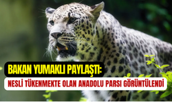Bakan Yumaklı paylaştı: Nesli tükenme tehlikesinde olan Anadolu Parsı görüntülendi