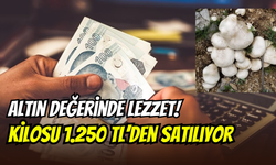 Erzincan’da altın değerinde lezzet: Kilosu 1.250 TL’den satılıyor