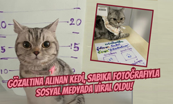 Gözaltına Alınan Kedi, Sabıka Fotoğrafıyla Sosyal Medyada Viral Oldu!