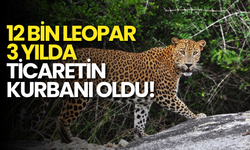 Kaplan Bulamayan Kaçakçılar Leoparlara Yöneldi