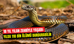 Kendi vücudunu laboratuvara çevirdi: Yılan zehrine karşı benzersiz panzehir