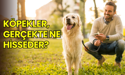 Köpekler gerçekten ne hisseder? Bilim, şaşırtıcı gerçekleri ortaya koydu