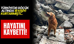 Türkiye’de Göçük Altında 18 Kişiyi Kurtaran Kahraman Köpek Hayatını Kaybetti