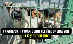 Ankara’da hayvan koruma derneklerine operasyon: 10 kişi tutuklandı