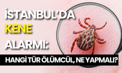 İstanbul’da Kene Alarmı: Hangi Tür Ölümcül, Ne Yapmalı?