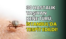 İstanbul’da yeni kene türü ortaya çıktı: 30’dan fazla hastalık taşıyor