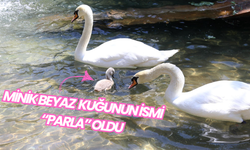 Kuğulu Park’ta 15 Yıl Sonra Bir İlk: Minik Kuğunun İsmi “Parla” Oldu