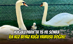 Kuğulu Park’ta 15 yıl sonra ilk kez ‘beyaz kuğu’ yavrusu doğdu