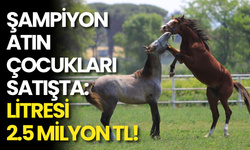 Şampiyon Atın Çocukları Satışta: Litresi 2.5 Milyon TL!