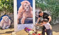 Antalya’da kaçan aslan çiftçiye saldırdı: Zeus öldürüldü, sahibi temsili mezar yaptı