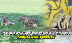 Cumhurbaşkanı Erdoğan'ın Aslanları Üçüz Yavruladı! İsimleri İçin Anket Yapılacak…