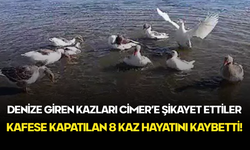 Denize Giren Kazlar CİMER’e Şikayet Edildi, Kafese Kapatıldılar: 8 Kaz Hayatını Kaybetti!