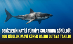 Dev canavar Türkiye sularında görüldü: Mavi köpek balığı panik yarattı