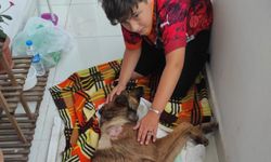 Havalı tüfekle saldırıya uğrayan köpek felç kaldı!