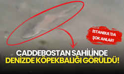 İstanbul’da Şok Anlar! Caddebostan Sahilinde Denizde Köpekbalığı Görüldü!