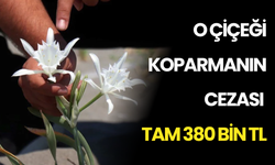 Sakarya Sahilindeki O Güzelliğe Dokunan Yandı! Cezası Tam 380 Bin TL