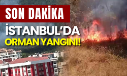 SON DAKİKA: İstanbul Alev Alev! Aydos Ormanı'nda Yangın Paniği