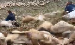 Tunceli'de Yıldırım Dehşeti: 200 Küçükbaş Telef Oldu