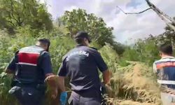 Mersin’de bahçeye jandarma baskını: Bin 580 kök kenevir, 45 kilo esrar ele geçirildi