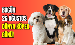 Bugün 26 Ağustos Dünya Köpek Günü: Sahiplen, sev, koru!