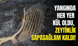 Çanakkale’deki Yangın Zeytinliği Es Geçti!