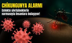 Chikungunya alarmı: COVID-19 benzeri tedbirler devrede