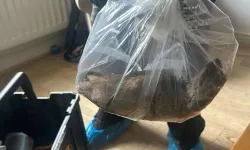Köpek boyunda fare, İngiltere’yi alarma geçirdi