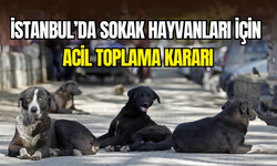 İstanbul’da sokak hayvanları için acil toplama kararı