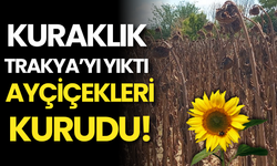 Kuraklık Trakya’yı Yıktı: Ayçiçekleri Kurudu!