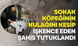 Bursa’da köpeğin kulağını kesip işkence eden şahıs tutuklandı