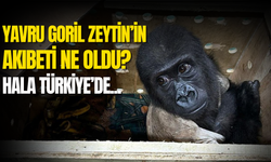 Yavru goril Zeytin nerede?