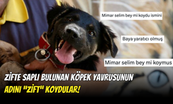 Zifte Saplanan Köpek Yavrusunun Adı “Zift” Oldu! Bu İsmi Mimar Selim Mi Koydu?