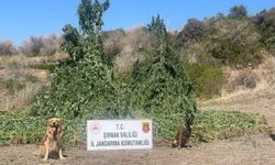 Şırnak’ta 1,5 milyarlık uyuşturucu operasyonu!