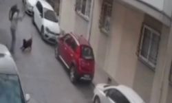 İzmir Balçova’da sokak köpeğine kemerle saldırı